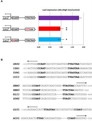 Yap5 Competes With Hap4 for the Regulation of Iron Homeostasis Genes in the Human Pathogen Candida glabrata